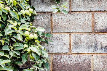 Stone Wall and Apple Branch