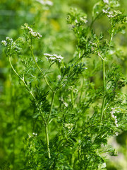 Weiß Blühender Koriander im Garten.