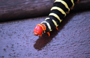 Frangipani moth catapillar stock photo 