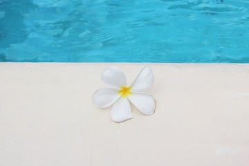 Fototapeta na wymiar frangipani flower tropical poolside background with copy space stock photo photograph image picture 