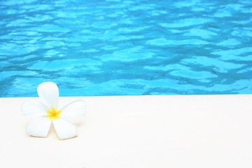 frangipani flower tropical poolside turquoise blue background with copy space stock photo photograph image picture 