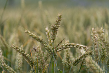 Fototapeta premium Weizenähren auf einem Feld