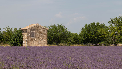 Fototapeta na wymiar Traditional cabanon in a lavender field in Provence