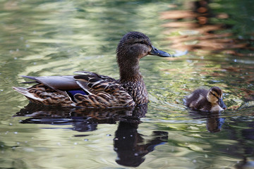 Fototapeta premium Duck with ducklings on the surface of the pond.