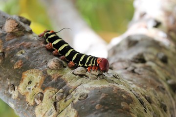 Frangipani moth catapillar stock photo 