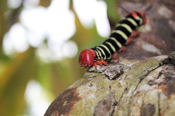 Frangipani moth catapillar stock photo 