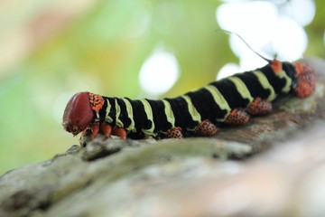 Frangipani moth catapillar stock photo 