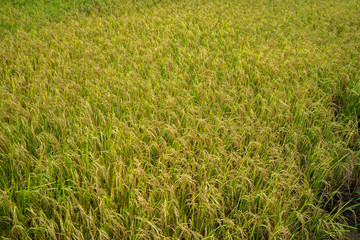 Backgrounds Textures Golden rice fields in Thailand
