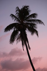Fototapeta na wymiar palm tree sunset pink purple sky coconut trees ocean view with topical exotic California Caribbean scenic background with copy space
