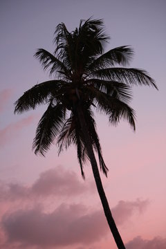 palm tree sunset pink purple sky coconut trees ocean view with topical exotic California Caribbean scenic  background with copy space