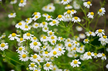 Blooming chamomile flowers outdoors in nature.