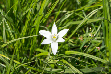 Obraz na płótnie Canvas Hionodoksa flower on a grass background
