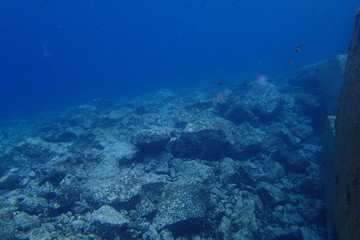 underwater photos of diving in the Atlantic Ocean next to the Canary Islands