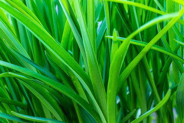 beautiful, juicy, green grass close-up, in natural sunlight