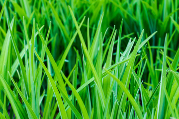 Obraz premium beautiful, juicy, green grass close-up, in natural sunlight