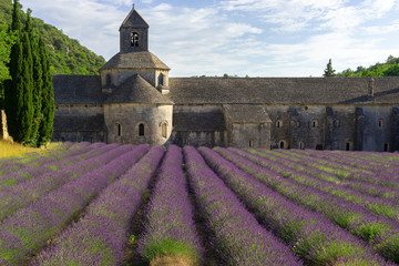 Senanque abbey with a lavender field, Provence, France