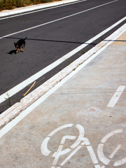 Dog walking on the street