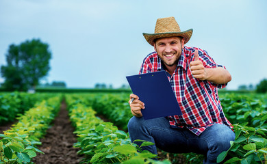 Farmer in a soybean field. Agricultural concept