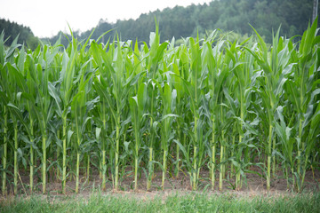 Maispflanzen auf einem Feld