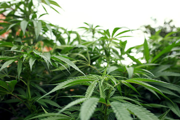 Large flowering marijuana plant. Medical cannabis flowering plant