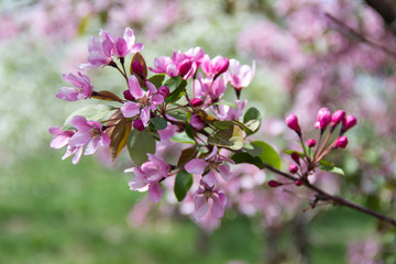 Beautiful appletree in bloom with pink flowers.