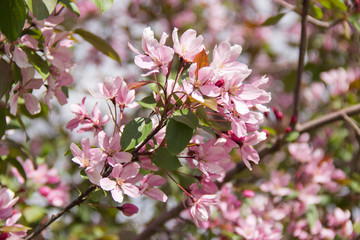 Beautiful appletree in bloom with pink flowers.