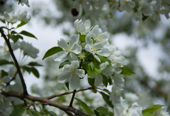 Beautiful appletree in bloom with white flowers.