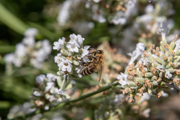 Biene auf weißem Lavendel