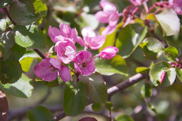 Beautiful appletree in bloom with pink flowers.