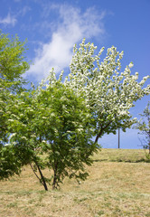 Obraz premium Beautiful appletree in bloom with white flowers.