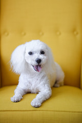 Smiling happy cute small white dog puppy sits yellow background of armchair