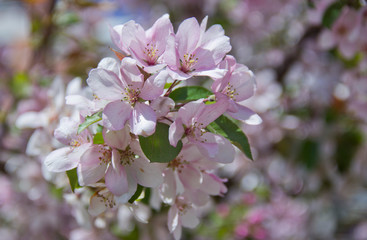 Beautiful appletree in bloom with pink flowers.