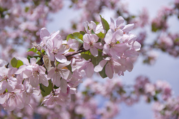 Beautiful appletree in bloom with pink flowers.