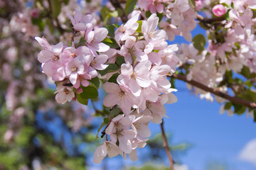 Beautiful appletree in bloom with pink flowers.