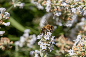 Biene auf weißem Lavendel