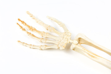 White bony skeleton hand palm up ready to hold