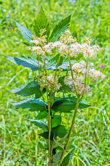 Medicinal plant Meadowsweet (lat. Filipendula ulmaria)