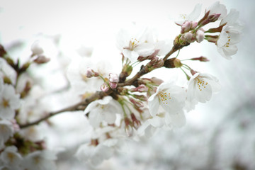 Sakura blooming in the Spring in Japan