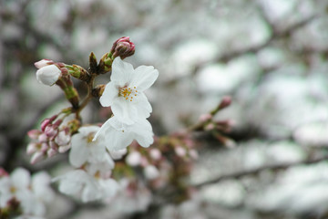 Sakura blooming in the Spring in Japan