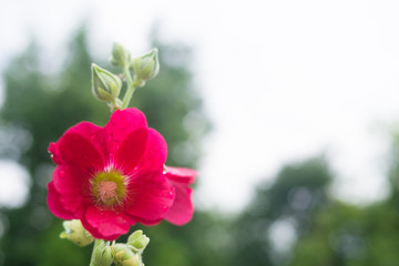 Bright pink hollyhock flower in garden. Mallow flowers. Shallow depth of field. Selective focus.