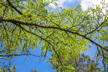 green leaves and blue sky