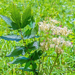 Medicinal plant Meadowsweet (lat. Filipendula ulmaria)