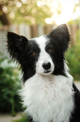 border collie dog walking in the green forest beautiful background beautiful dog