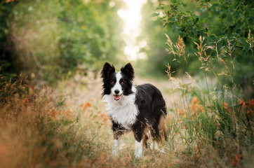 Naklejka na ściany i meble border collie dog walking in the green forest beautiful background beautiful dog