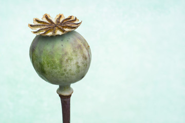 Poppy Seed pod 02