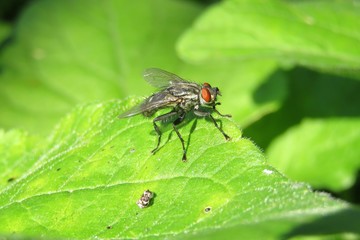 Fly on green leaves background, closeup