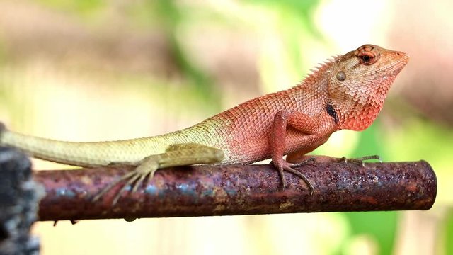 Oriental garden lizard (Calotes versicolor) on steel rod in farm, Thailand.
