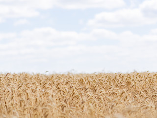 Field of ripe wheat