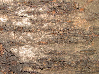  tree bark