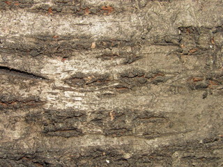 texture of old wall